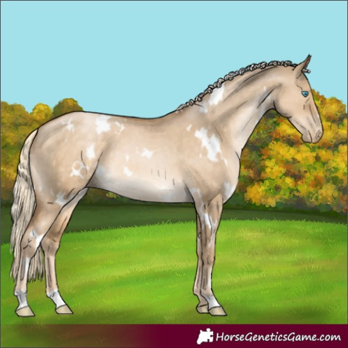 Horse Color:White Spotted Chocolate Palomino Pearl Dun 