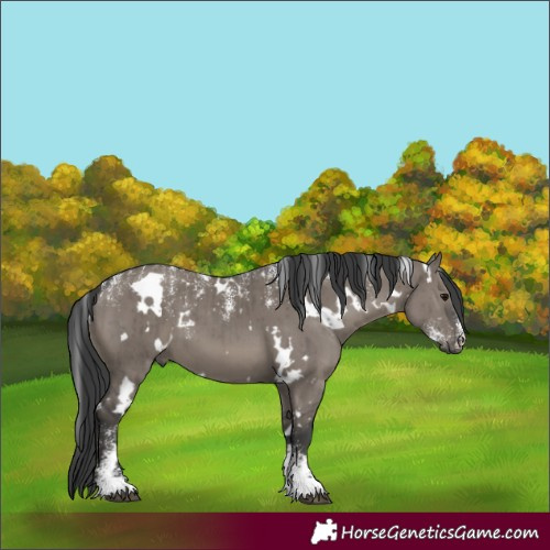 Horse Color:Powder White White Spotted Grullo Brindle 