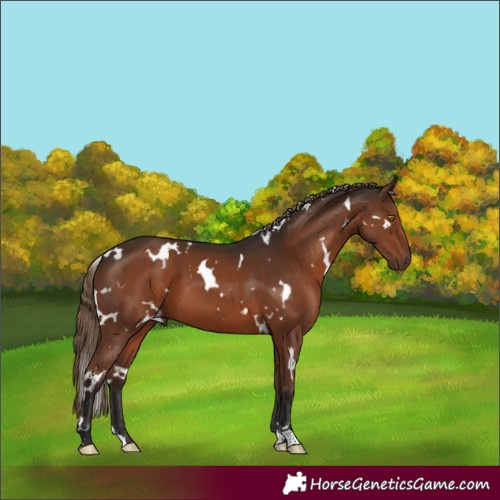Horse Color:White Spotted Liver Chestnut 