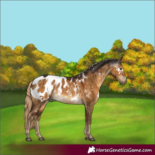 Horse Color:Gray White Spotted Chocolate Palomino Dun Appaloosa Brindle 