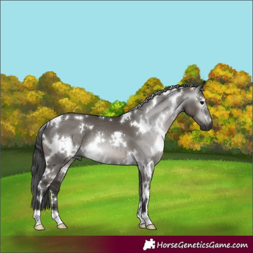 Horse Color:Gray White Spotted Grullo