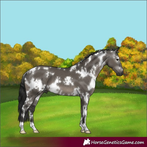 Horse Color:Gray White Spotted Grullo 