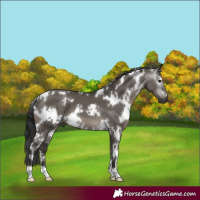 Horse Color:Gray White Spotted Grullo