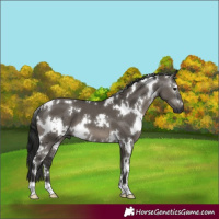 Horse Color:Gray White Spotted Grullo 