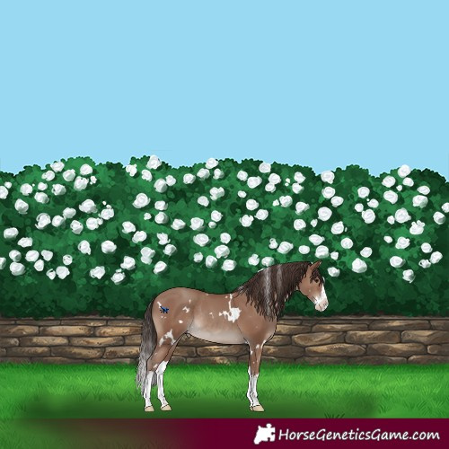 Horse Color:White Spotted Classic Champagne Splash Rabicano