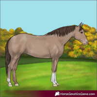 Horse Color:Classic Champagne Tobiano