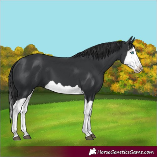 Horse Color:Black Splash 