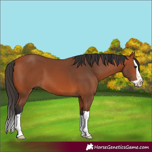 Horse Color:Bay Splash 