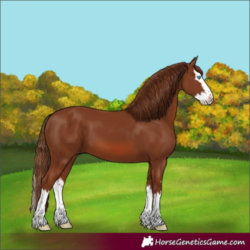 Horse Color:Chestnut Splash 
