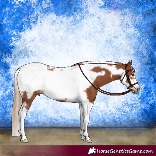 Horse Color:Chestnut Tobiano Frame Rabicano 