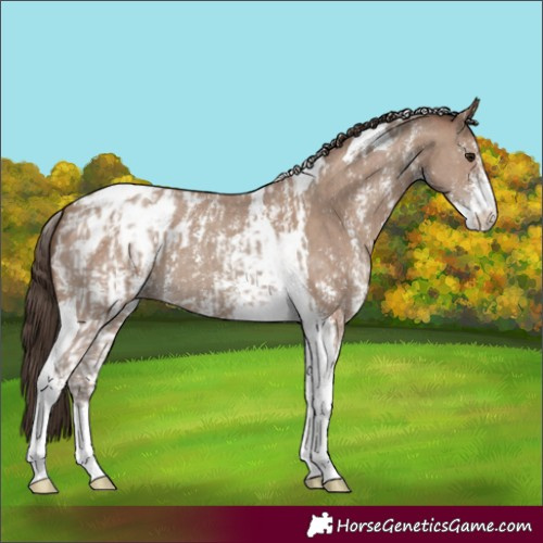 Horse Color:Classic Champagne Sabino Tobiano Appaloosa and Classic Champagne Sabino Tobiano Appaloosa