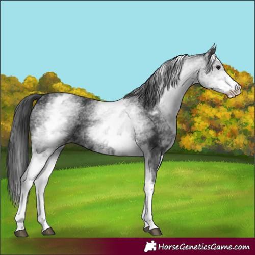 Horse Color:White Spotted Black 