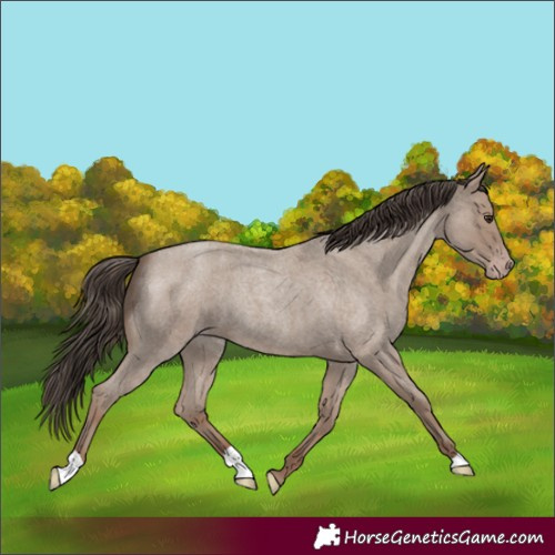 Horse Color:Classic Champagne Roan 