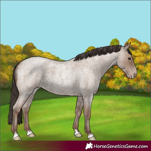 Horse Color:Classic Champagne Roan 