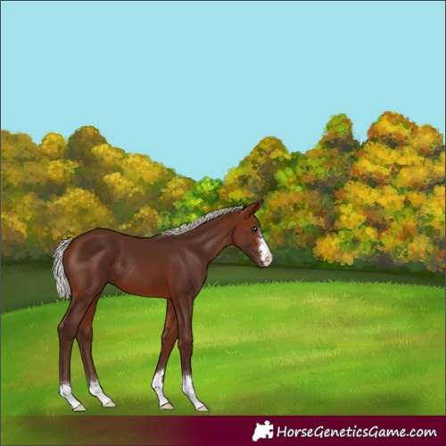 Horse Color:Silver Bay