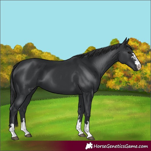 Horse Color:Black 