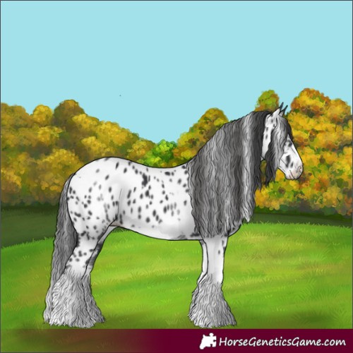 Horse Color:White Spotted Black Splash Tobiano Frame Appaloosa