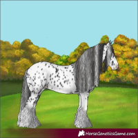 Horse Color:White Spotted Black Splash Tobiano Frame Appaloosa