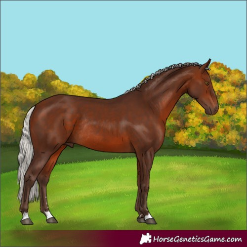 Horse Color:Silver Brown Rabicano