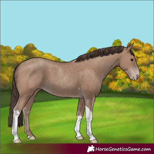 Horse Color:Classic Champagne Tobiano 