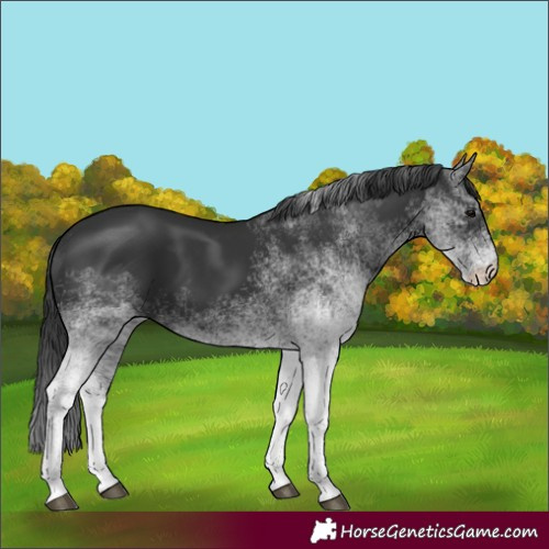 Horse Color:White Spotted Black 