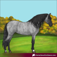 Horse Color:Blue Roan