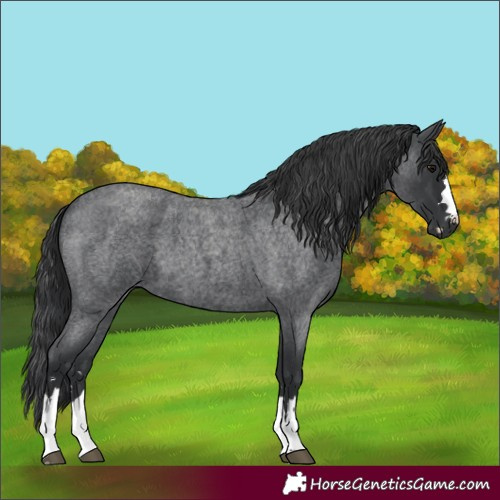 Horse Color:Blue Roan 