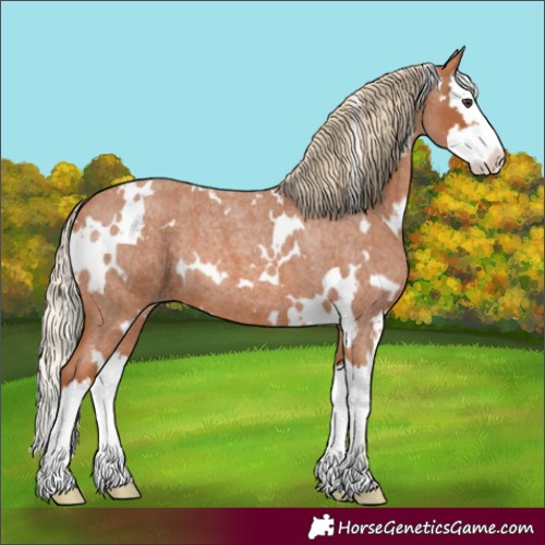 Horse Color:White Spotted Red Roan Splash
