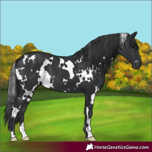 Horse Color:White Spotted Black 