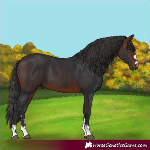 Horse Color:Brown 