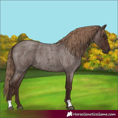 Horse Color:Liver Red Roan