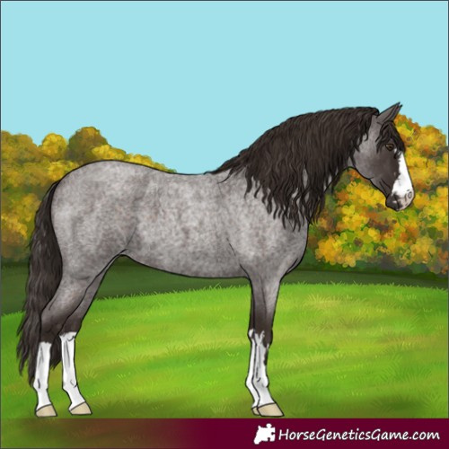 Horse Color:Liver Red Roan 