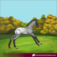 Horse Color:Smoky Blue Roan Appaloosa