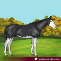 Horse Color:Black Splash  and Black Splash 