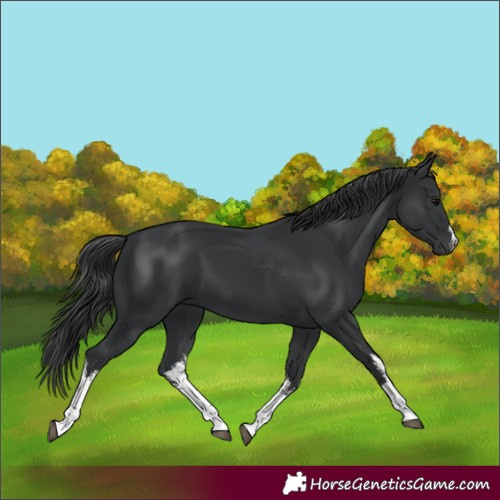 Horse Color:White Spotted Black