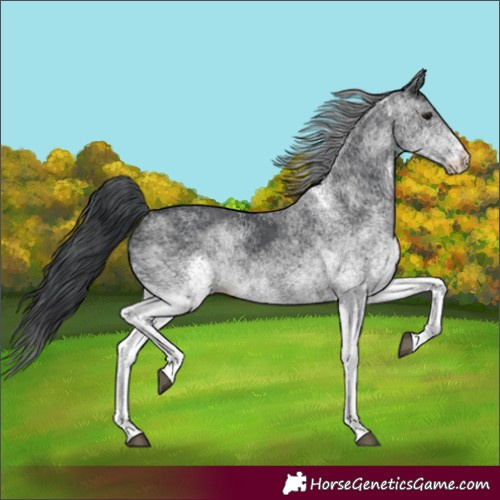 Horse Color:White Spotted Black