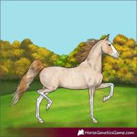 Horse Color:Red Roan Splash 