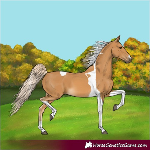 Horse Color:Palomino Tobiano