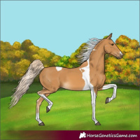 Horse Color:Palomino Tobiano 