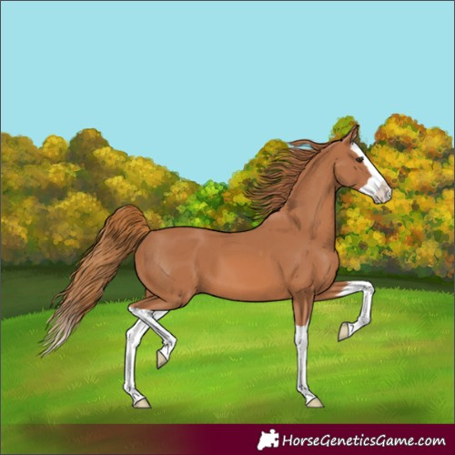 Horse Color:Chestnut Splash 