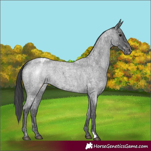 Horse Color:Blue Roan Appaloosa