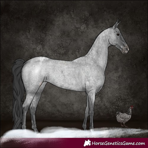 Horse Color:Blue Roan Varnish