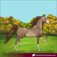 Horse Color:Gray Buckskin Pearl 