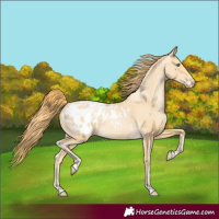 Horse Color:Buckskin Pearl Appaloosa 