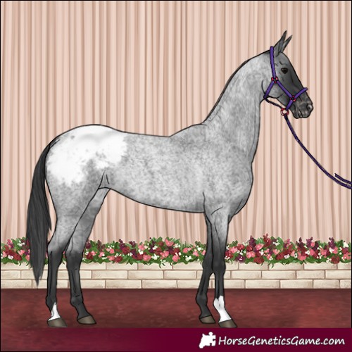 Horse Color:Blue Roan Appaloosa