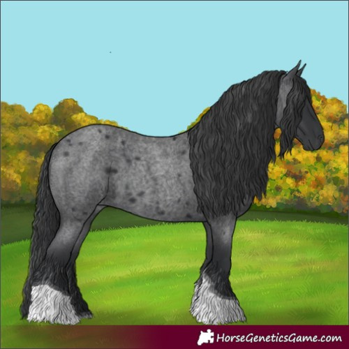 Horse Color:Blue Roan Tobiano 