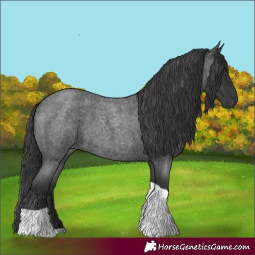 Horse Color:Blue Roan Tobiano 
