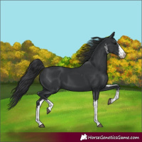 Horse Color:White Spotted Black 