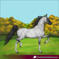 Horse Color:White Spotted Blue Roan