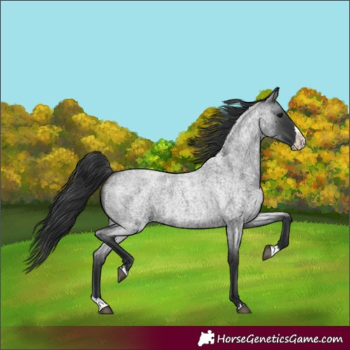 Horse Color:Blue Roan Splash 